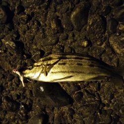 釣れないアジング